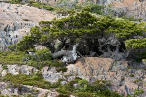 windswept trees growing on rockface, Torres del Paine, Chile windswept trees growing on rockface, Torres del Paine, Chile